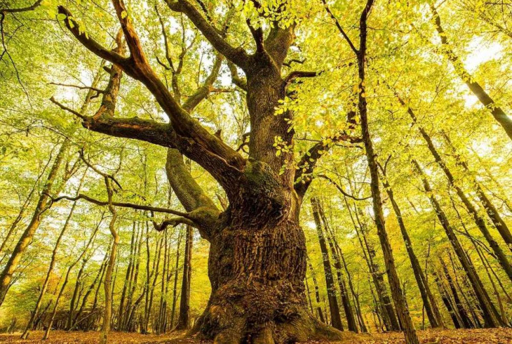 Dračí dub v Lozorne