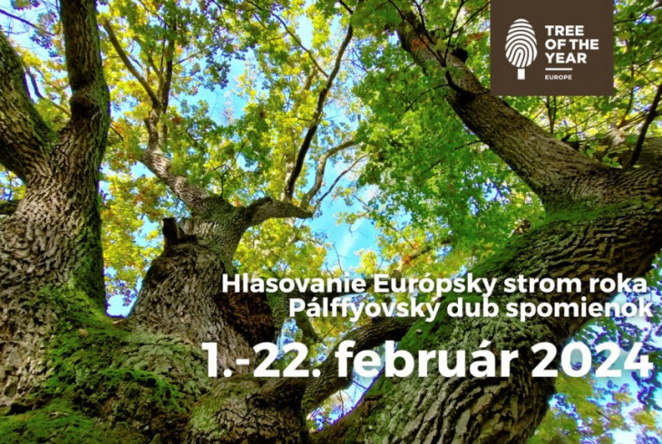 Pálffyovský dub z Malaciek