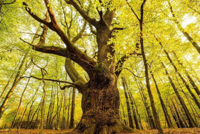 Dračí dub v Lozorne