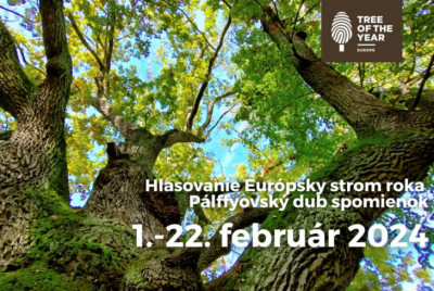 Pálffyovský dub z Malaciek